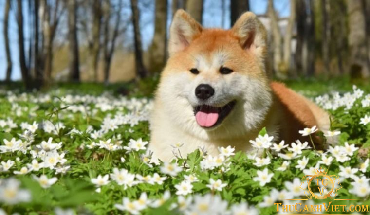 Tìm hiểu về giống chó Akita và những bệnh thường gặp trên chó Akita
