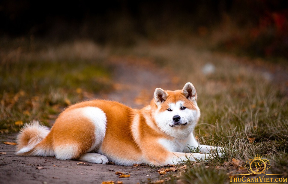 Tìm hiểu về giống chó Akita và những bệnh thường gặp trên chó Akita