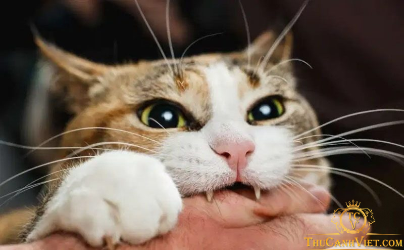 Tìm hiểu về bệnh dại ở mèo: Nguyên nhân, triệu chứng và cách chữa trị