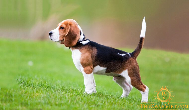 Tìm hiểu về chó Beagle và những loại bệnh dễ gặp trên chó Beagle