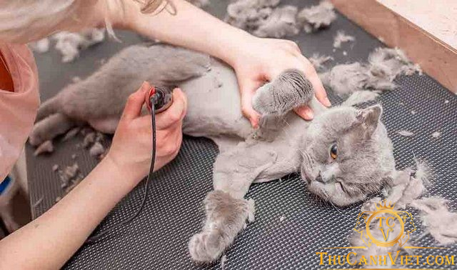 Có nên cạo lông mèo không? Thời điểm nào cạo lông là phù hợp?