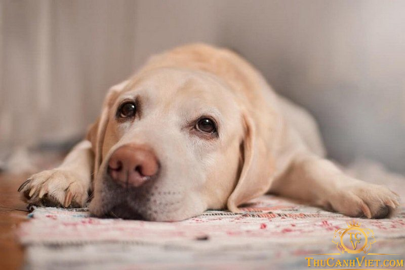 Tìm hiểu về nguyên nhân và cách xử lý khi chó bị chảy máu mũi