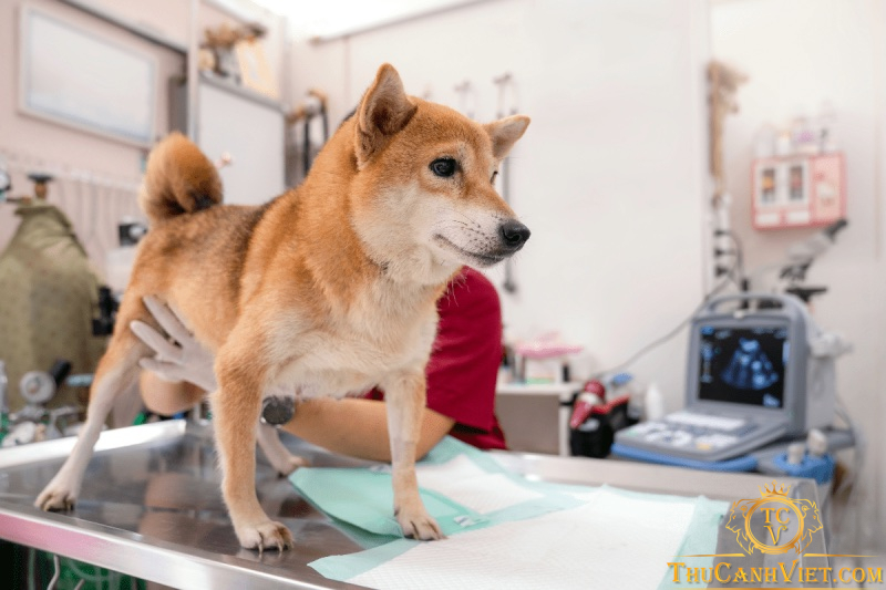 Chó bị sưng tinh hoàn: Nguyên nhân, triệu chứng và cách chữa trị