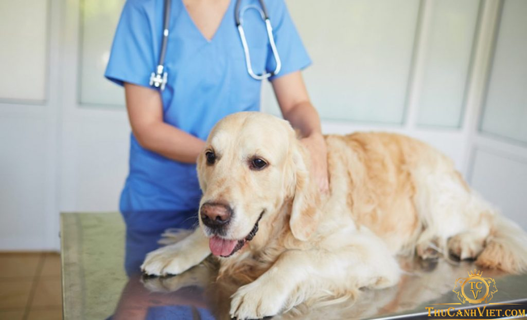 Tìm hiểu về bệnh tiểu đường ở chó: Nguyên nhân và cách chữa trị