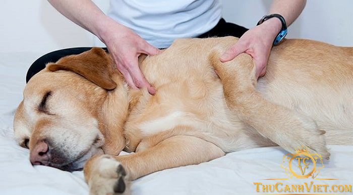 Bệnh thiếu máu ở chó - Triệu chứng, nguyên nhân và cách phòng tránh