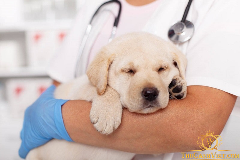 Bệnh thiếu máu ở chó - Triệu chứng, nguyên nhân và cách phòng tránh