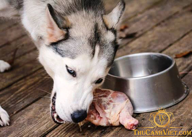 Có nên cho chó ăn thịt sống? Ưu và nhược điểm khi cho chó ăn thịt sống