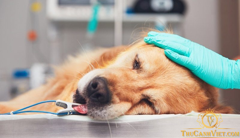 Tìm hiểu về bệnh u nang đường mật ở chó