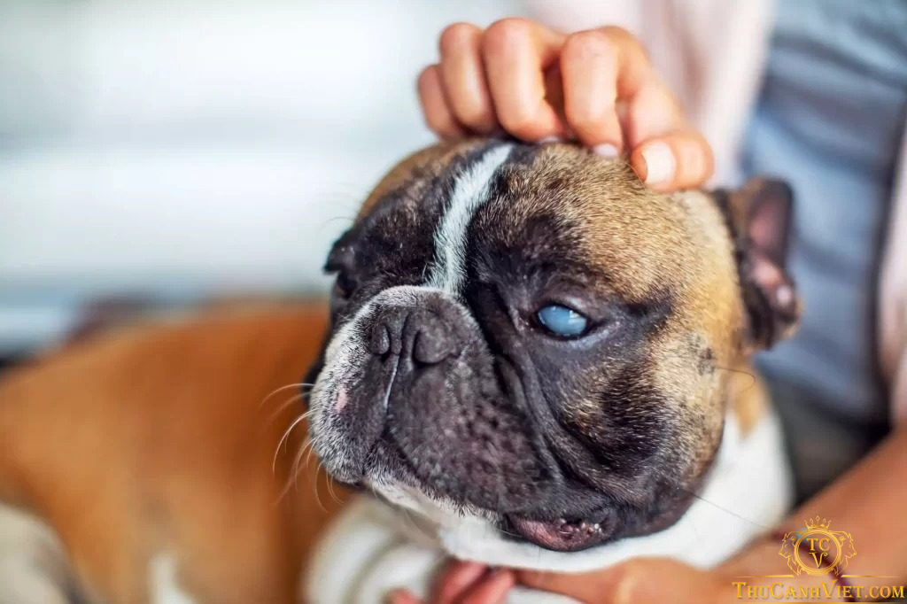 Nguyên nhân, triệu chứng và cách chữa trị bệnh viêm giác mạc ở chó