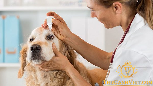 Nguyên nhân, triệu chứng và cách chữa trị bệnh viêm giác mạc ở chó