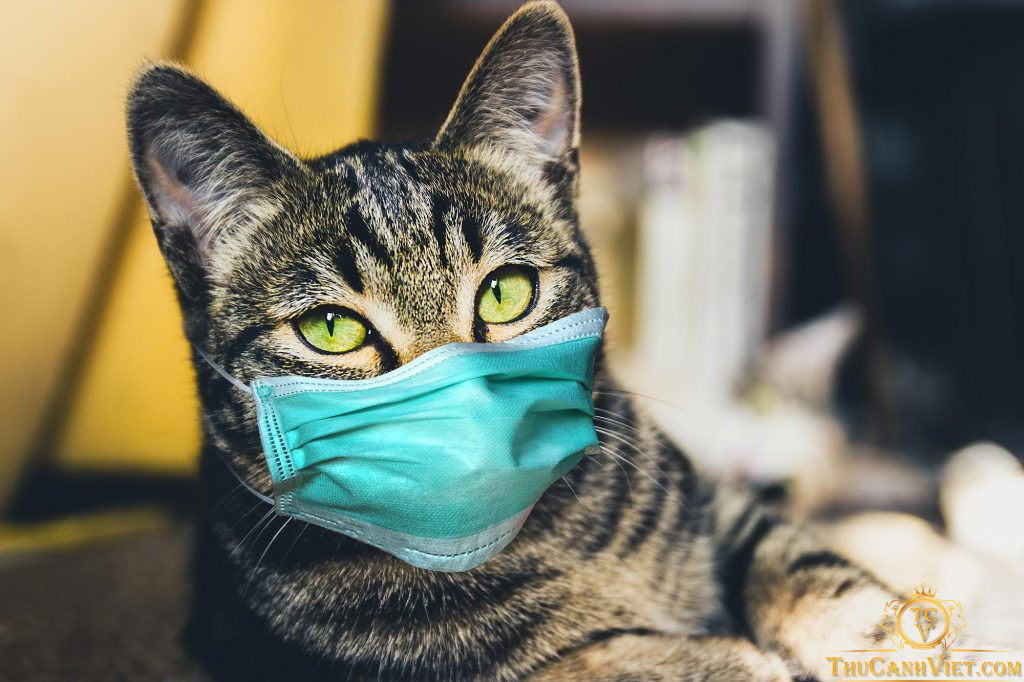 Bệnh viêm mũi khí quản ở mèo - Nguyên nhân và cách chữa trị