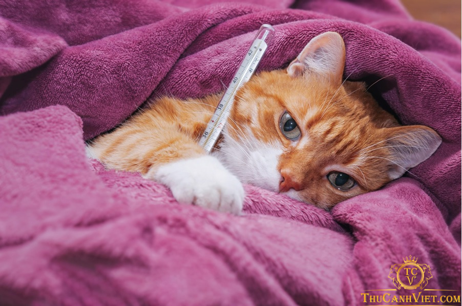Những điều cần lưu ý về bệnh viêm phúc mạc ở mèo