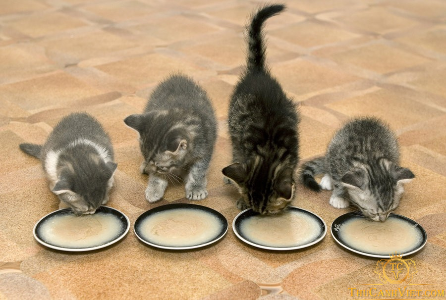 Mèo nên ăn gì trong từng giai đoạn phát triển?