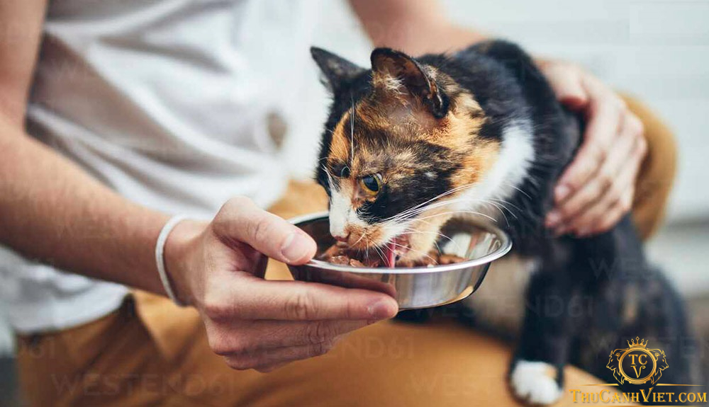 Mèo nên ăn gì trong từng giai đoạn phát triển?