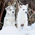 Nguồn gốc xuất xứ chó Husky