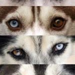 Các màu mắt của chó Husky