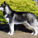 Đuôi chó Husky dày và buông thõng xuống