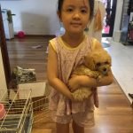 em poodle vang mo ve chi chu xinh gai