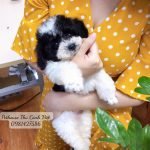 Chó poodle màu bò sữa kế bên cô chủ thân thương