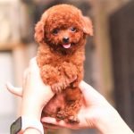 Mẫu chó Poodle nâu đỏ size tiny cực xinh kute