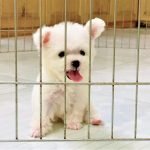 Bạn bút đồ teacup trắng xinh tai thỏ