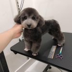 Poodle xám đẹp trai