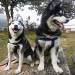 Chó Husky có hình thể bé hơn Alaska