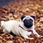 Cách chăm nuôi chó Pug khỏe mạnh và thông minh