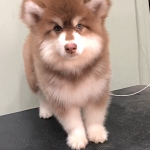 Alaska khổng lồ vô cùng đẹp