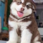 Chó Alaska Khổng Lồ Màu Nâu Đỏ 2 tháng tuổi - Bố Mẹ trên 50kg