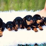 Chó lạp xưởng 2 tháng tuổi
