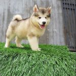 Giá chó alaska 2-3 tháng tuổi đang được bán tại thucanhviet.com
