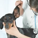 Khám bệnh định kỳ cho chó lạp xưởng
