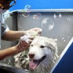 Chó Alaska cần được vệ sinh thường xuyên