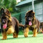 Chó becgie đức con 2 tháng tuổi