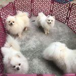 đàn phốc sóc xuất chuồng