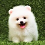 Pomeranian mini trắng mặt cực xinh