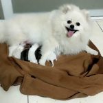 Chó phốc sóc mẹ thuần chủng