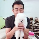 Chó phốc sóc về với chủ yêu thương