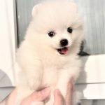 Gương mặt của Pomeranian mini trắng đáng yêu