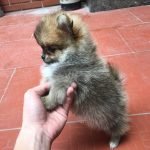 Chú cún phốc sóc màu vàng lửa nhỏ xinh 2 tháng tủi