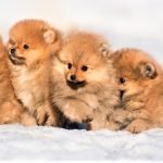 Tìm nhà mới cho các em Phốc sóc vàng lửa 2 tháng tuổi