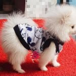 Soái ca mang tên phốc sóc