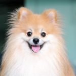 Tìm hiểu về giống chó phốc sóc