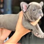 Chú bé bull pháp màu Blue cực hiếm và đắt đỏ