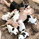 Đàn bull pháp siêu ngộ nghĩnh lô đùa cùng chô chủ tý hon