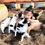 Em bé kute và bầy bull pháp bò sữa cực yêu