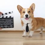 chó corgi
