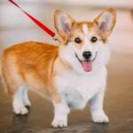 Chó corgi siêu đáng yêu