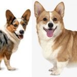 chó corgi